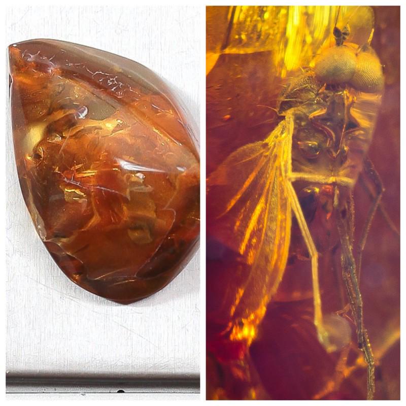 Insect Baltic amber stone inclusion Fly (Diptera): Faceted pendant shape unique amber piece with inclusion which is 45-50 million years old. Collectible piece! Weight: 6 gram Inclusion: Fly (Diptera) Size: 16x23x35 mm Age: 45-50 million years old Ston