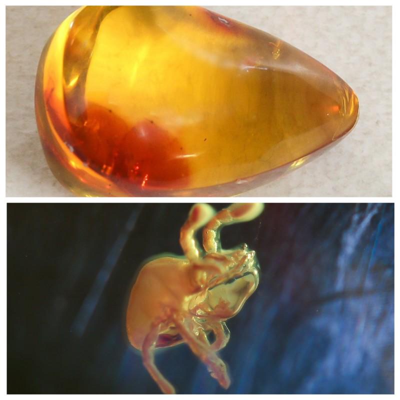 Insect Natural Baltic amber stone inclusion beetle (1 of 8)