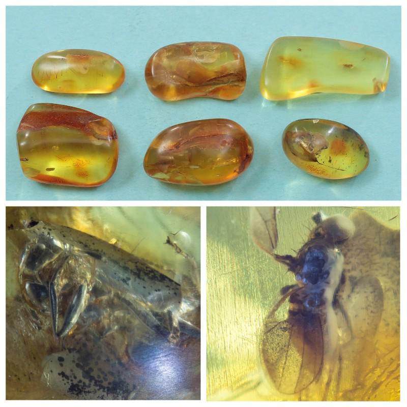 28g Inclusions insects natural Baltic amber, beetle 6: Collection of 6 natural Baltic amber gemstones. Each stone with inclusions. Most likely a beetle in one of the stones. There are several inclusions in one of the stones. Good for collection or jewelry