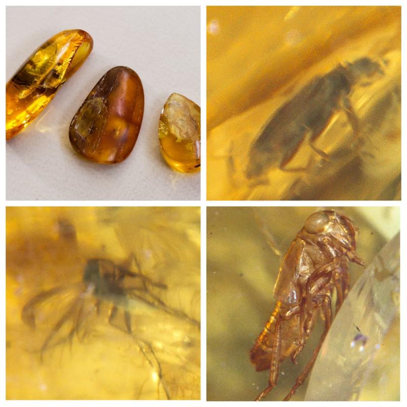 19g Inclusions insects natural Baltic amber, beetle 3: Collection of 3 natural Baltic amber gemstones. Each stone with inclusion. In one of the stones a beetle. Good for collection or jewelry. Weight: 19 gram Size: 25-39 mm Inclusion: beetle (Coleoptera),