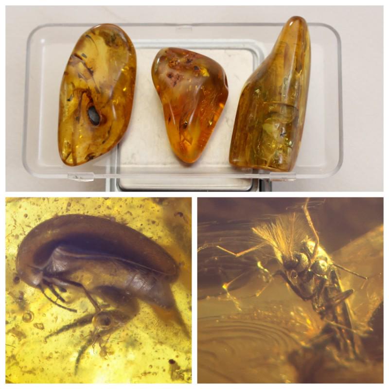 38g Inclusions insects natural Baltic amber, beetle 3: Collection of 3 natural Baltic amber gemstones. Each stone with inclusions. Some stones have several inclusions and most likely a beetle. Good for collection or jewelry. Weight: 38 gram (1.340411oz) S