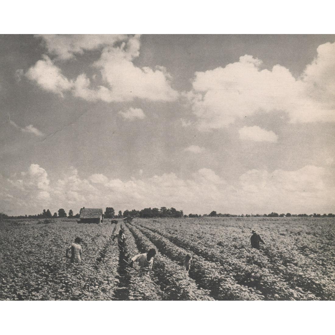MARGARET BOURKE-WHITE - Cotton Field, Louisiana: Artist: MARGARET BOURKE-WHITE Print Title: Cotton Field, Lake Providence, Louisiana Bringing the white-boss's fine cotton along Medium: Sheet-fed Gravure Printing Date: 1930's Printed in the USA Image