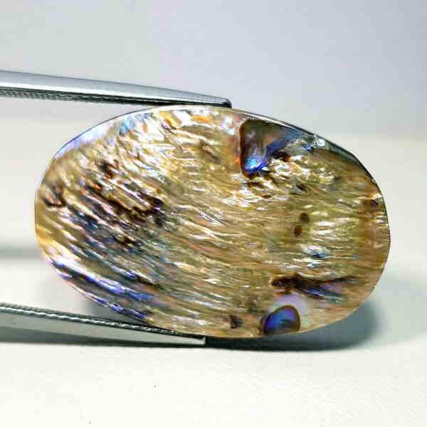 26.66 ct Australian Abalon (1 of 5)