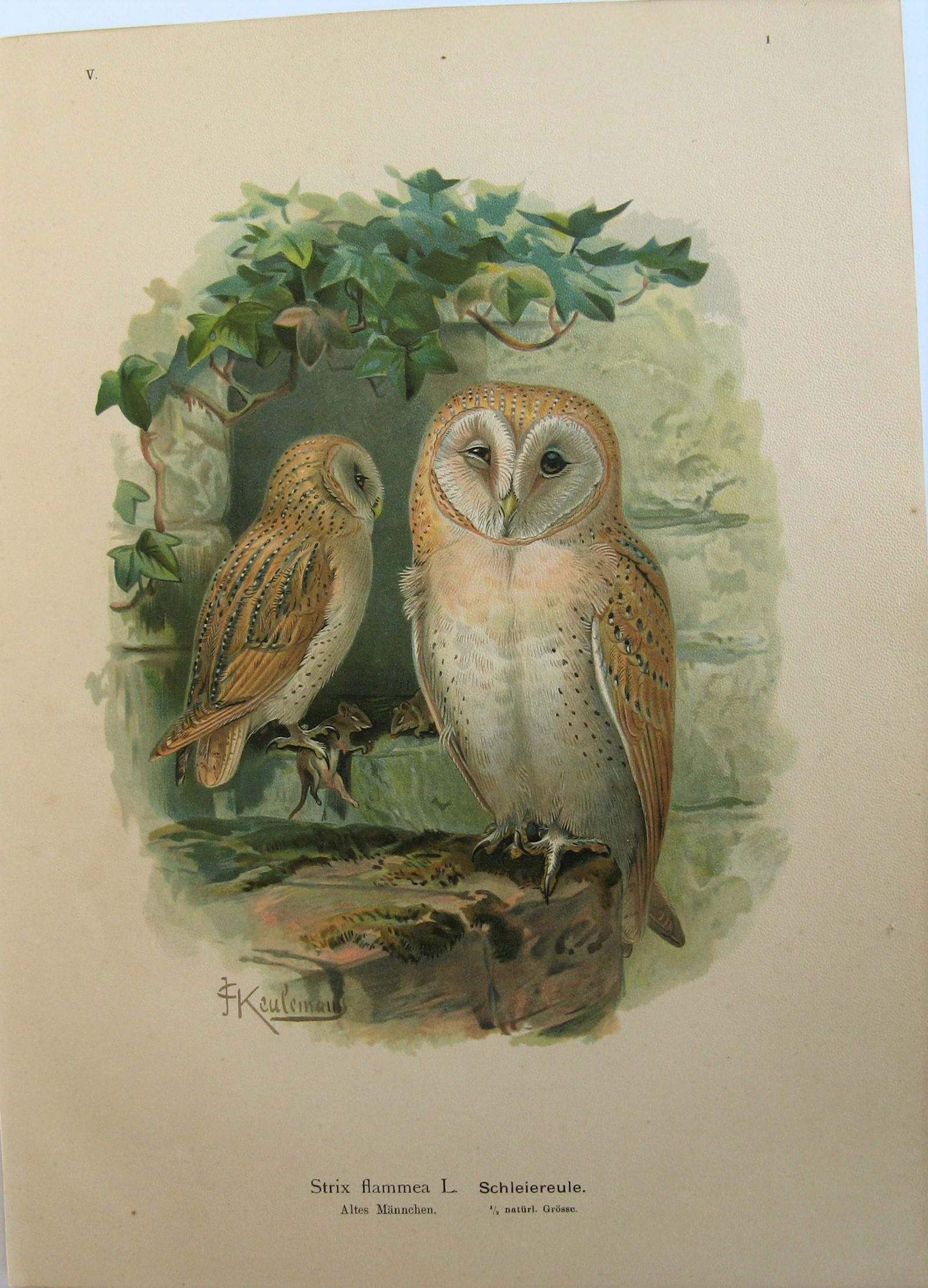 Short-eared Owl (1 of 1)