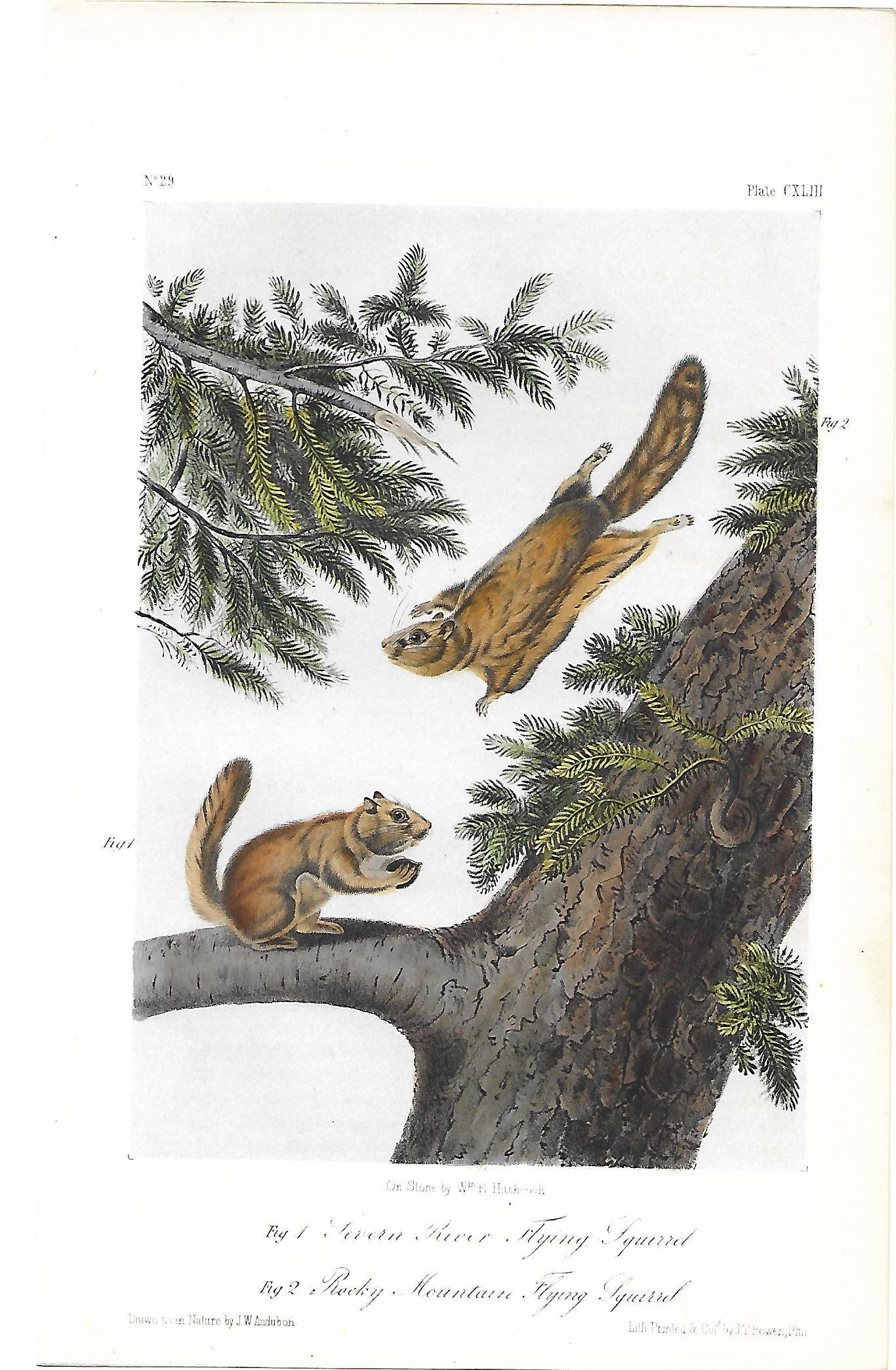 "The Quadrupeds of North America" - Flying Squirrels (1 of 1)