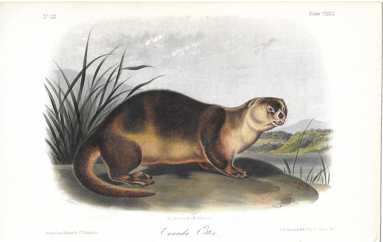 "The Quadrupeds of North America" - Canada Otter (1 of 1)