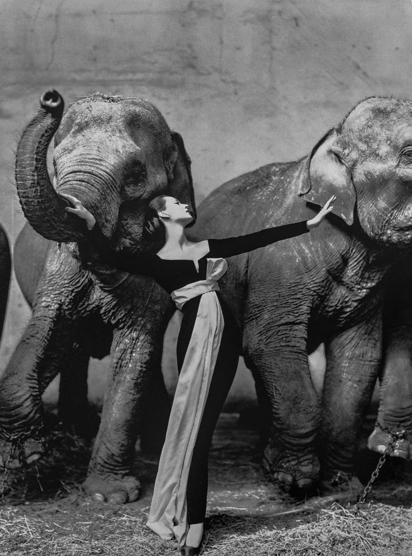 RICHARD AVEDON - Dovima with Elephants, 1955 (1 of 1)