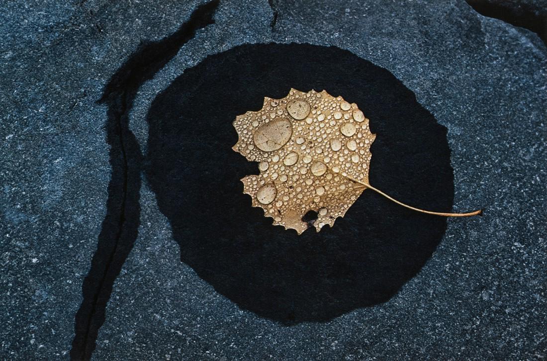 ERNST HAAS - Wet Leaf with Rain Drops, 1969 (1 of 1)