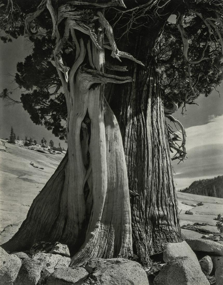 EDWARD WESTON - Juniper, Lake Tenaya, 1937 (1 of 1)