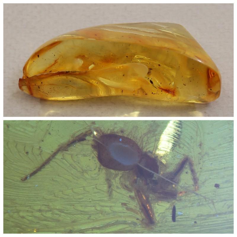 Natural Baltic amber fossil spider with insect,: Weight: 13.71 gram (0.48 oz) Size: 19x23x56 mm Inclusion: rare Spider (Arachnid) Age: 45-50 million years old Stone: 100% natural Baltic amber Treatment: no Condition: as on the photo (good) Tested 10