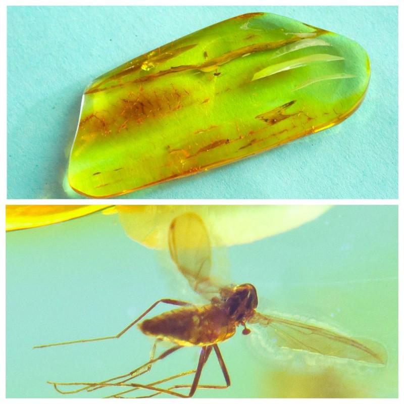 100% natural Baltic amber stone fossil with insect, (1 of 9)