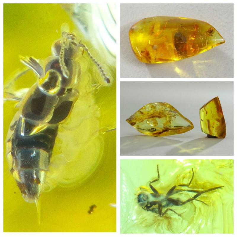 41g inclusions insects natural Baltic amber gemstones (1 of 11)