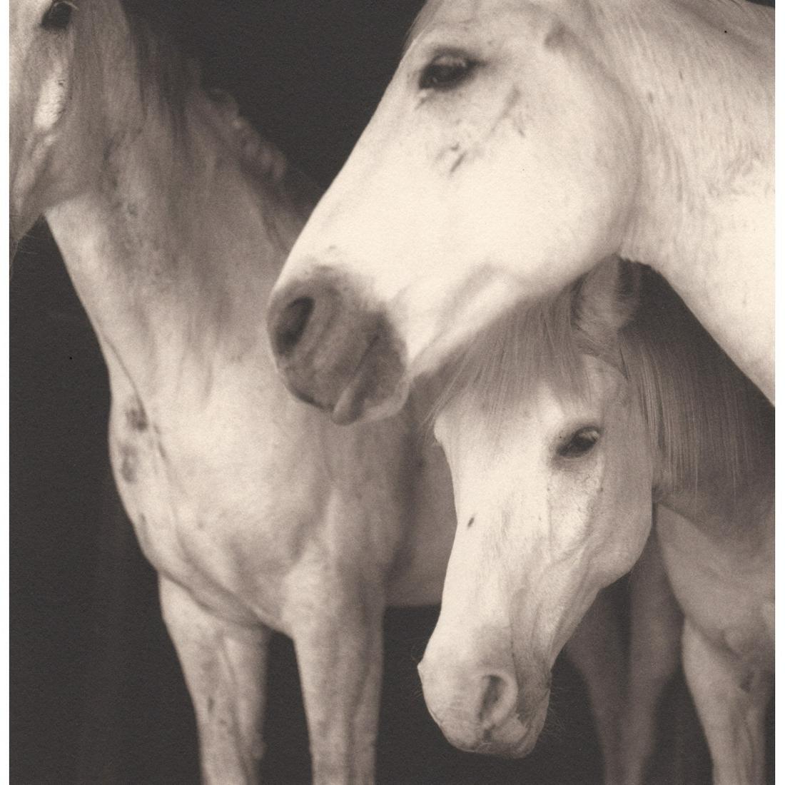 KEITH CARTER - Caballos Blancos: Artist: KEITH CARTER Print Title: Caballos Blancos Medium: Photo-Lithograph Edition Limited to 4500 copies Printing Date: 1990s Printed in the USA Image size: 5.5 x 5.5 inches Reserve: $40.00 Shipping