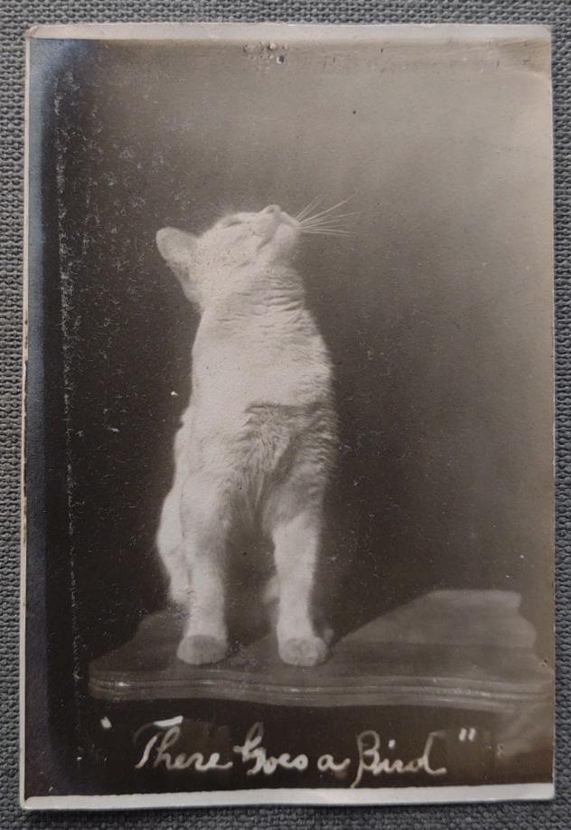 Early Secessionist Style Photo of a Cat Birdwatching (1 of 2)
