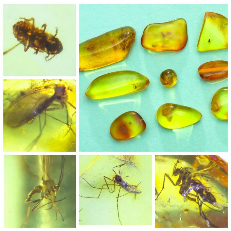 Natural Baltic amber, 9 Gemstones insects beetle, Fly (1 of 13)