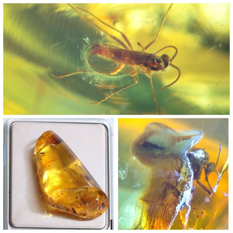 Natural Baltic amber stone fossil with insects, (1 of 9)