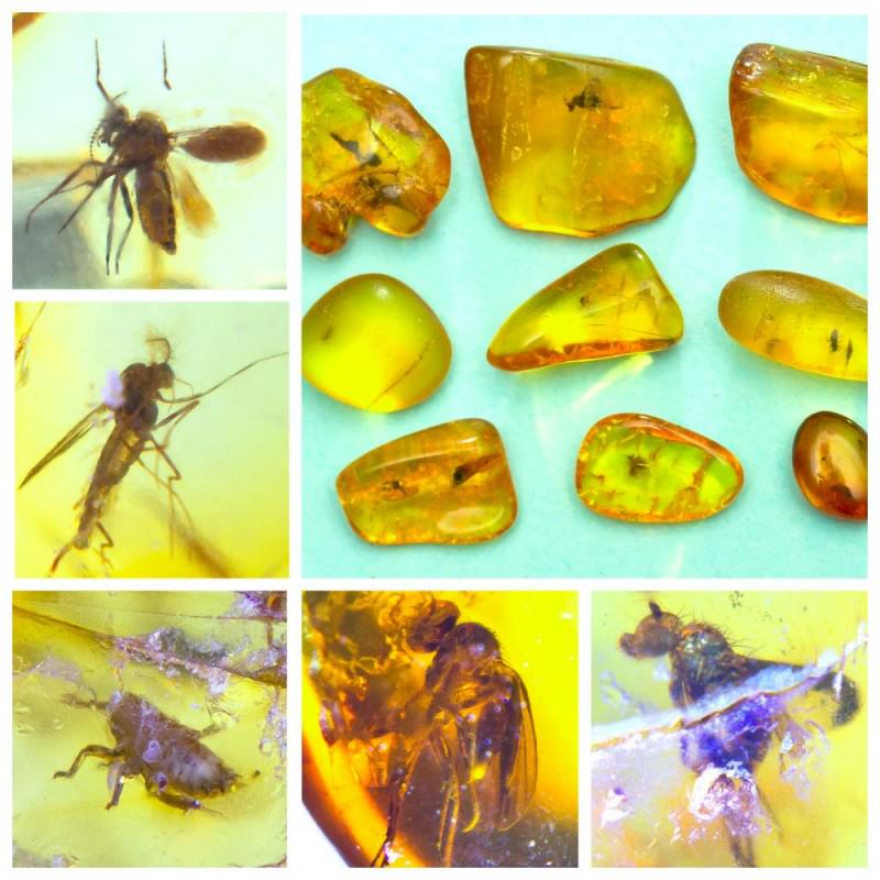 atural Baltic amber, 9 Gemstones insects beetle, Fly: Collection of 9 natural Baltic amber gemstones. Each stone with inclusion. There are beetle - like insects in some stones. Good for collection or jewelry. Weight: 3.63 gram (0.12 oz) Size: 9-14 mm Inc