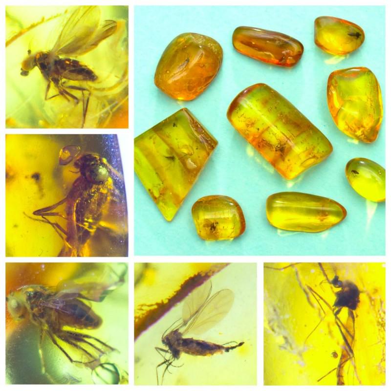 Natural Baltic amber, 9 Gemstones insects, Fly: Collection of 9 natural Baltic amber gemstones. Each stone with inclusion. Good for collection or jewelry. Weight: 3.54 gram (0.12 oz) Size: 8-17 mm Inclusion: Fly (Diptera) Stone: 100% natural Baltic