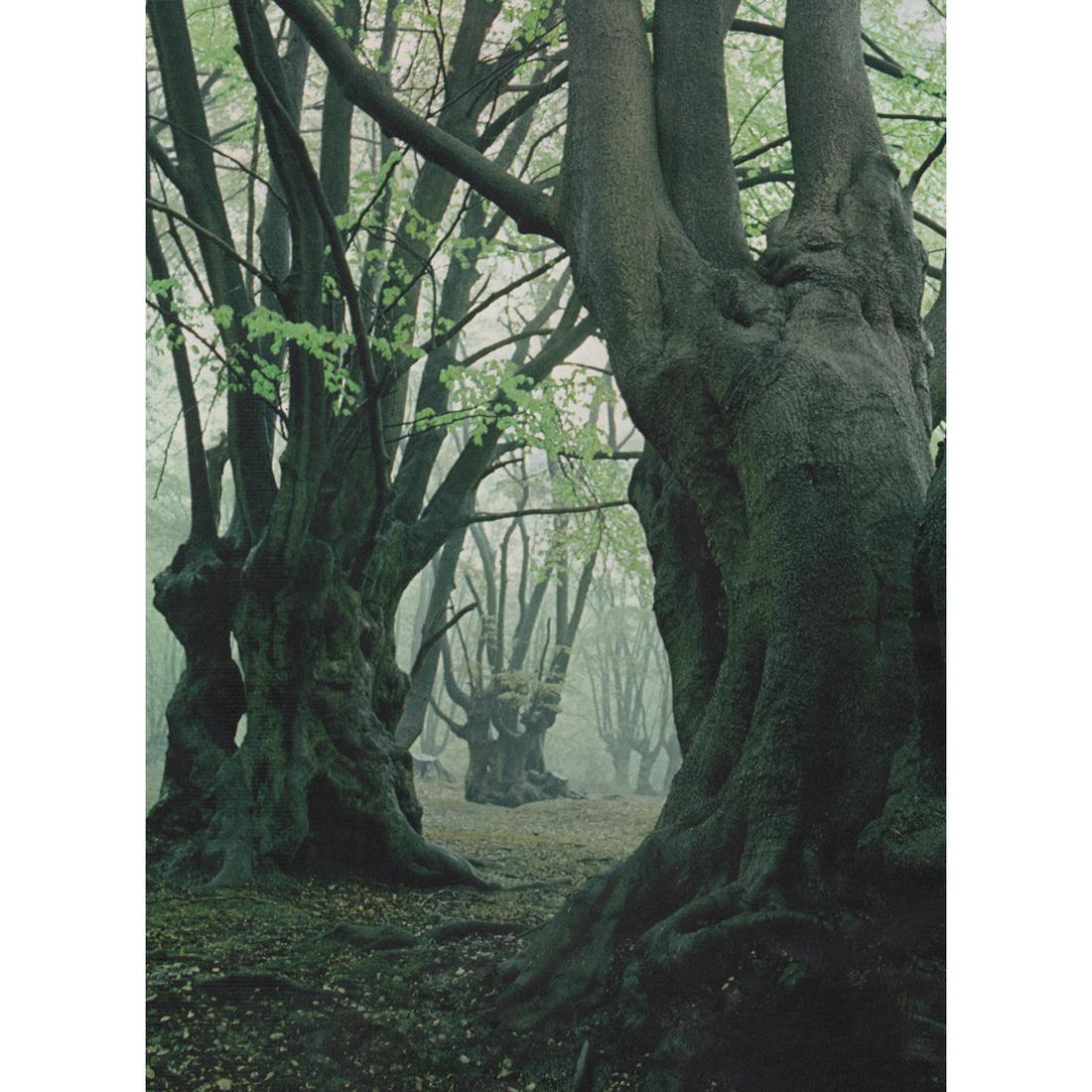 MICHAEL JOHN BROAD - Epping Forest, Essex (1 of 1)