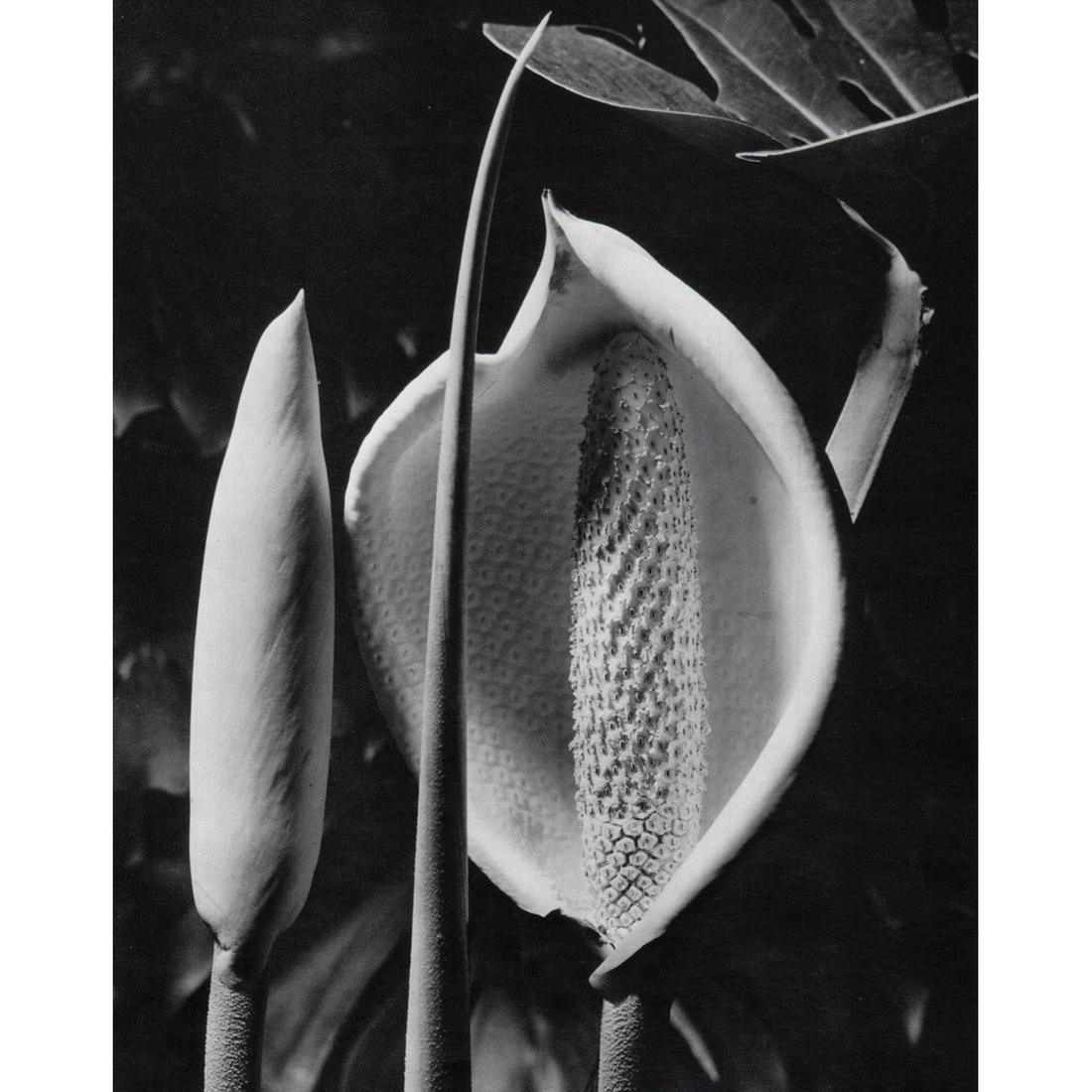 MAX DUPAIN - Monsteria at Night, 1970 (1 of 1)