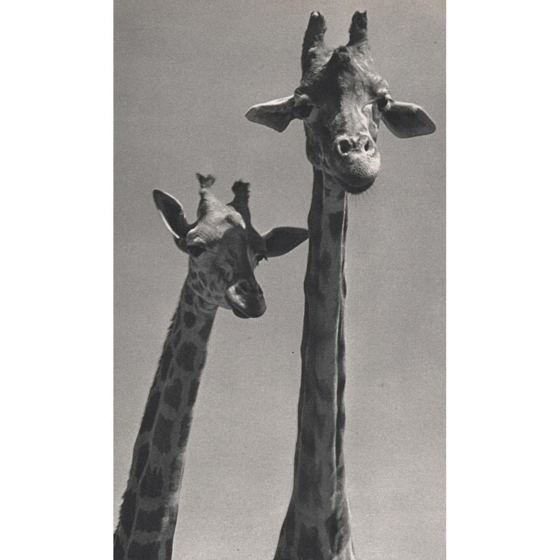 YLLA - Giraffes (1 of 1)