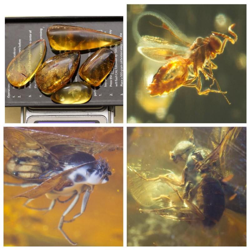 19g Inclusions in natural Baltic amber, insects Fly (1 of 10)