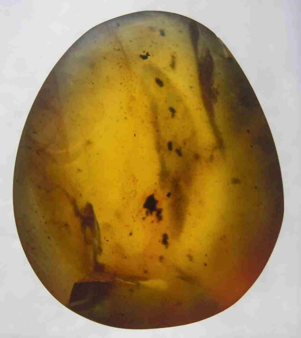 100 MILL YEARS OLD BURMITE AMBER WITH INSECT: Title: 100 MILL YEARS OLD BURMITE AMBER WITH INSECT Origin: Hukawang Valley, Kachin State, Myanmar Size: 2.4x1.6x0.4 cm / 0.9 gram clear yellow burmite amber with insect inclusion Reserve: $4.00 Shipp