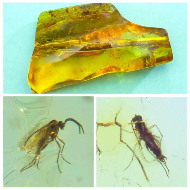 39g Insects natural Baltic amber stone fossil inclusion: In stone 2 inclusions. Weight: 39 gram ( 1.37 oz) Size: 20x44x79 mm Inclusion: Fly (Diptera) Age: 45-50 million years old Stone: 100% natural Baltic amber Photo of insects made with zoom Treatment: no