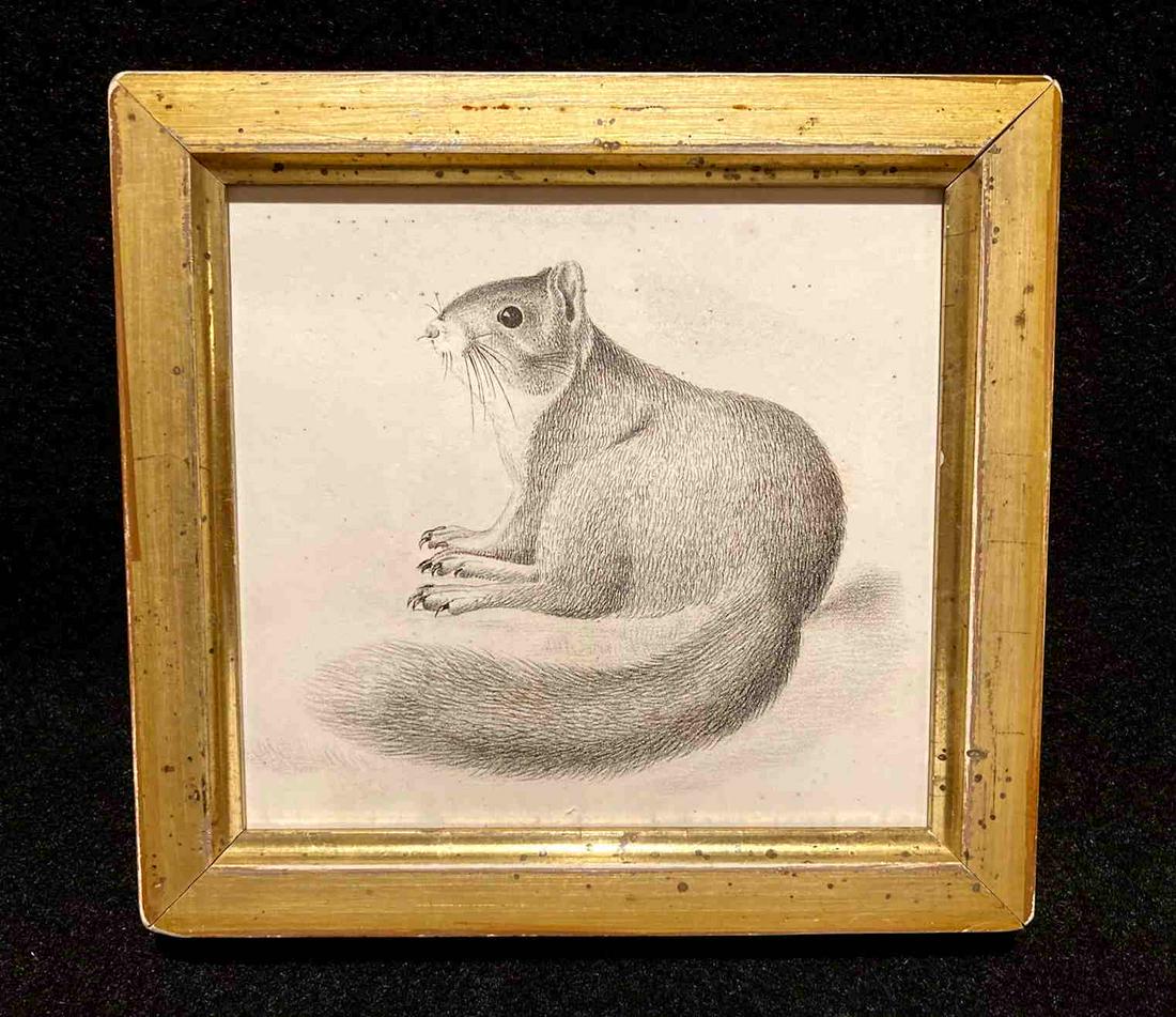 1840’s grey squirrel engraving (1 of 2)