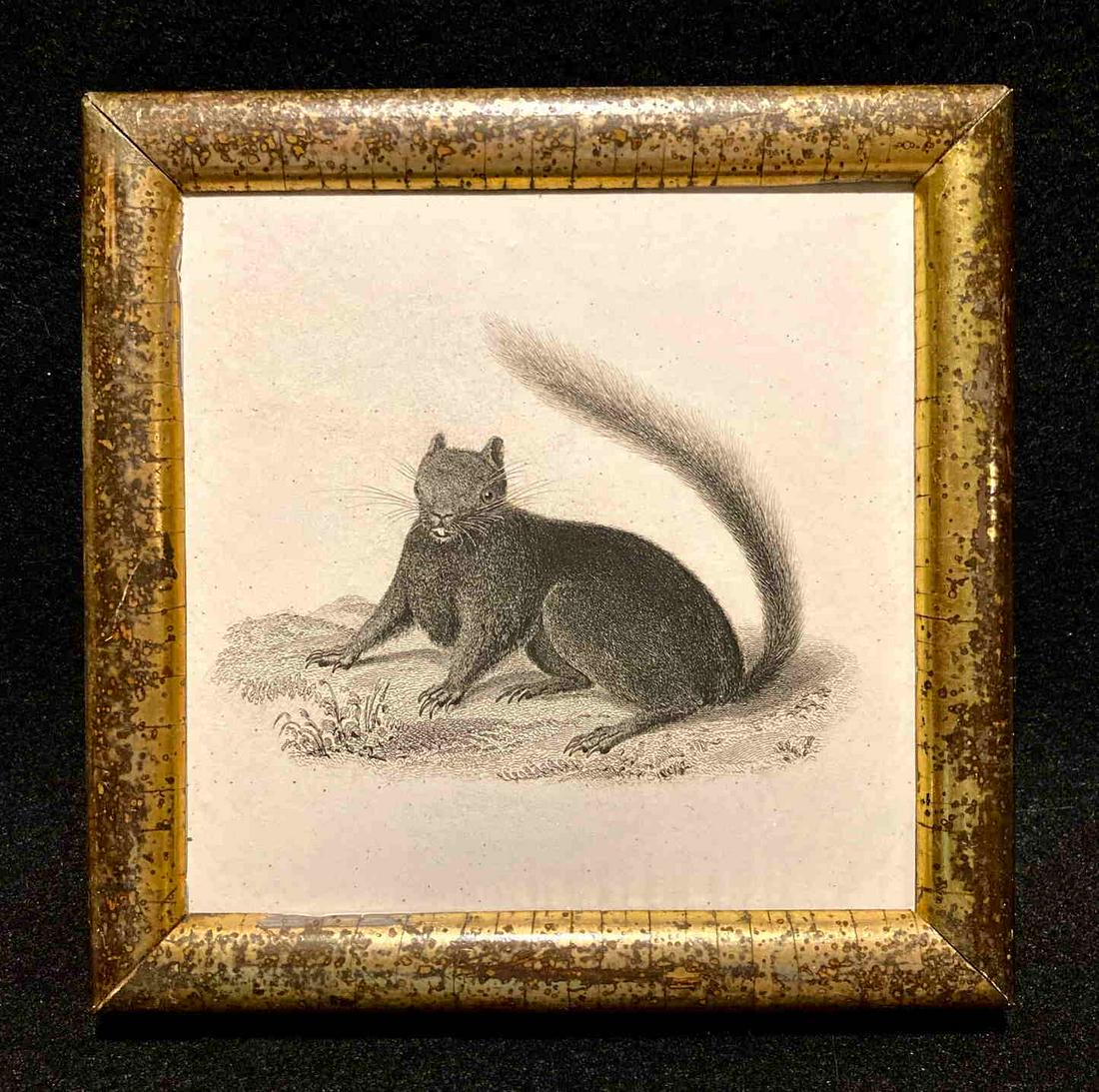1840’s black squirrel engraving (1 of 2)