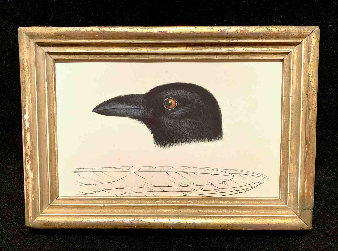 1860 American crow (corvus Americanus) hand colored (1 of 2)