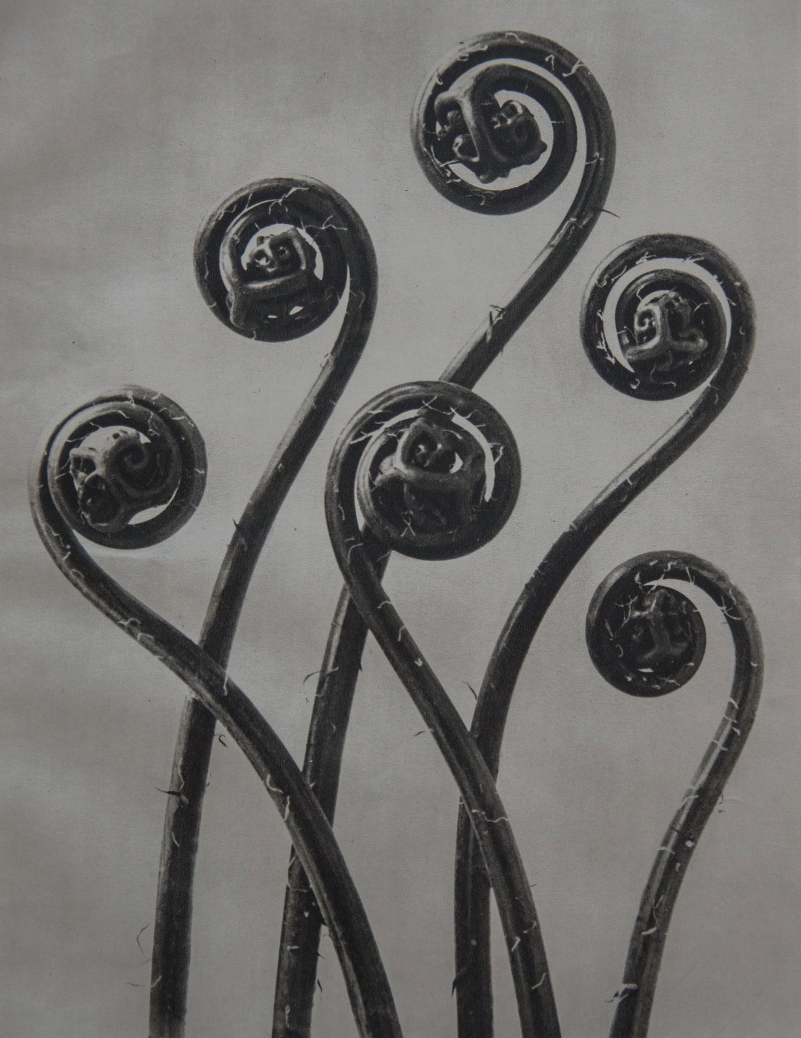 KARL BLOSSFELDT - Adiantum pedatum, Maidenhair: Artist: KARL BLOSSFELDT Title: Adiantum pedatum, Maidenhair Medium: Sheet Fed Gravure, 1942, Germany Dimensions: 8.15x10.55" Description: Unmounted Artist Bio: Karl Blossfeldt (1865-1932) was a German