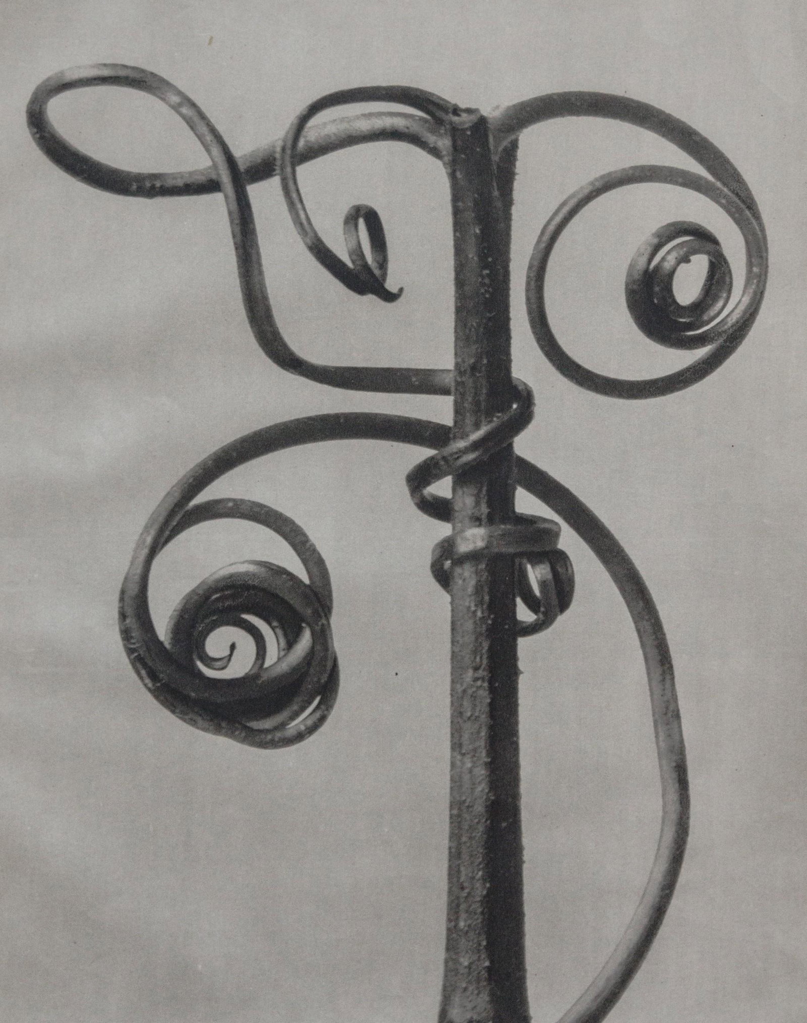 KARL BLOSSFELDT - Cucurbita Gourd, 1942: Artist: KARL BLOSSFELDT Title: Cucurbita Gourd, 1942 Medium: Sheet Fed Gravure, 1942, Germany Dimensions: 8.45x10.55" Description: Unmounted Artist Bio: Karl Blossfeldt (1865-1932) was a German photog