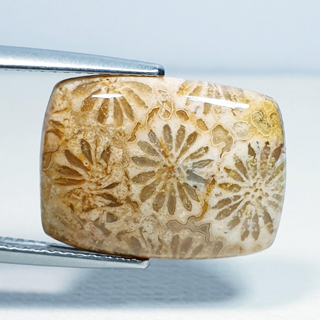 10.20 ct Natural Fossil Coral (1 of 4)