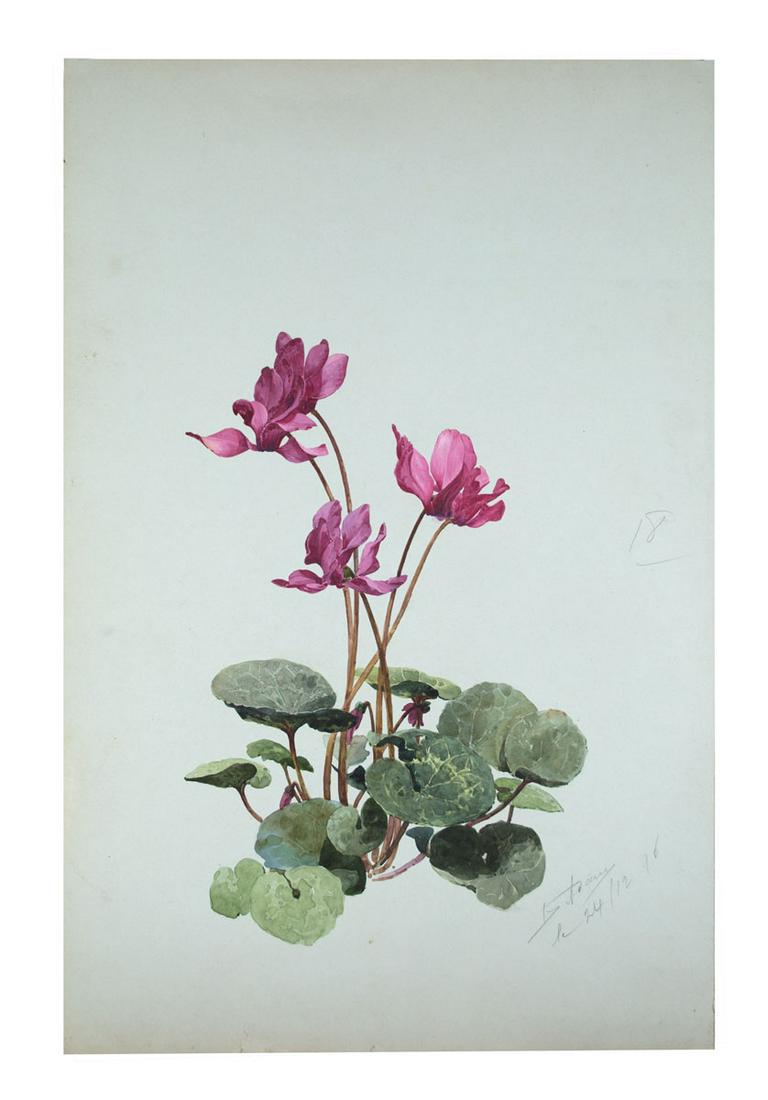 French Aquarellist Painting Of Flowering Water Lily (1 of 3)