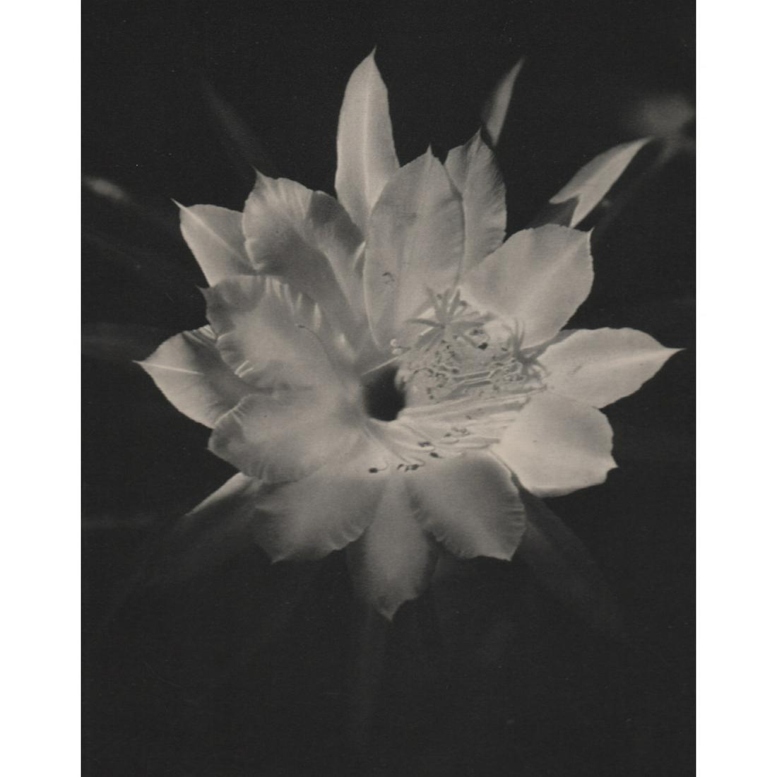 KARIN PELLERIN - Flower: Artist: KARIN PELLERIN Print Title: Flower Medium: Sheet-fed Gravure Printing Date: 1930's Printed in France Image Size approx: 9.5 X 7.5 inches Reserve: $30.00 Shipping: Domestic: Flat rate of $15.00