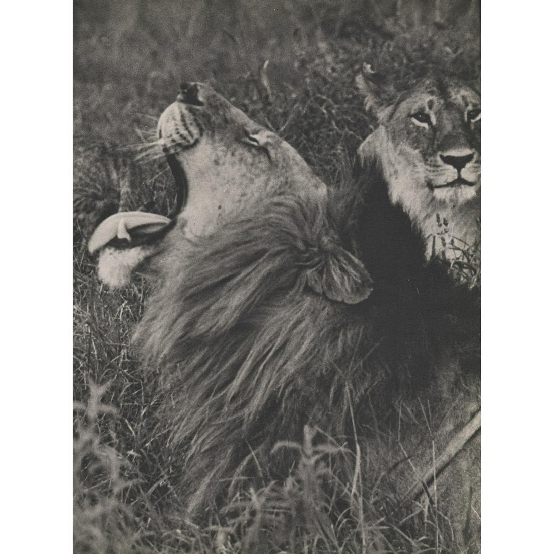 YLLA - Lions (1 of 1)