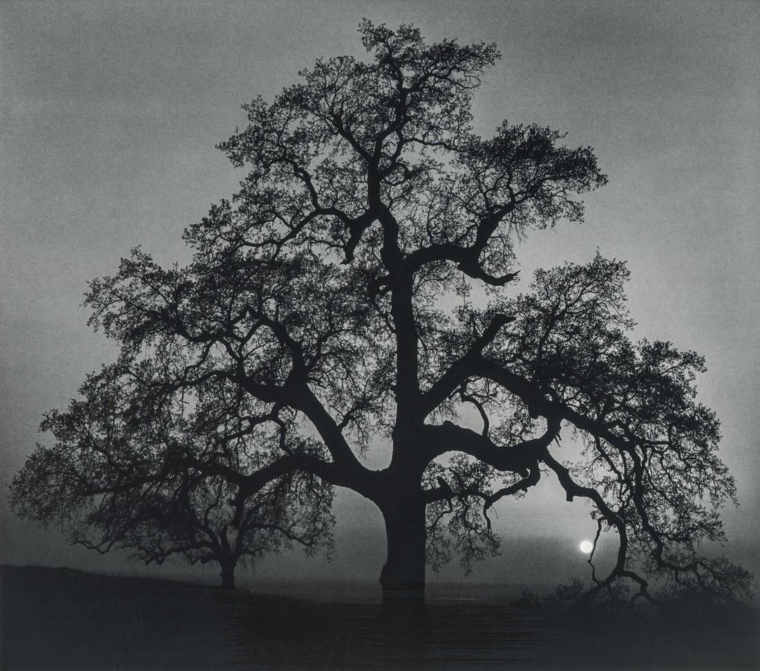 Ansel Adams: 