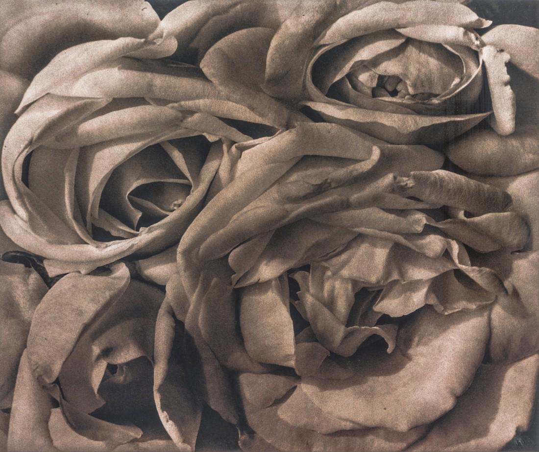 Tina Modotti Roses, Mexico, 1924