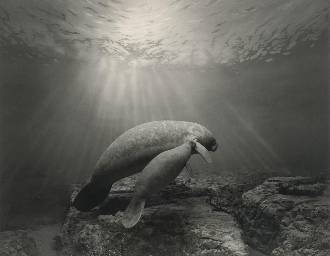 HIROSHI SUGIMOTO - Manatee, 1994 (1 of 1)