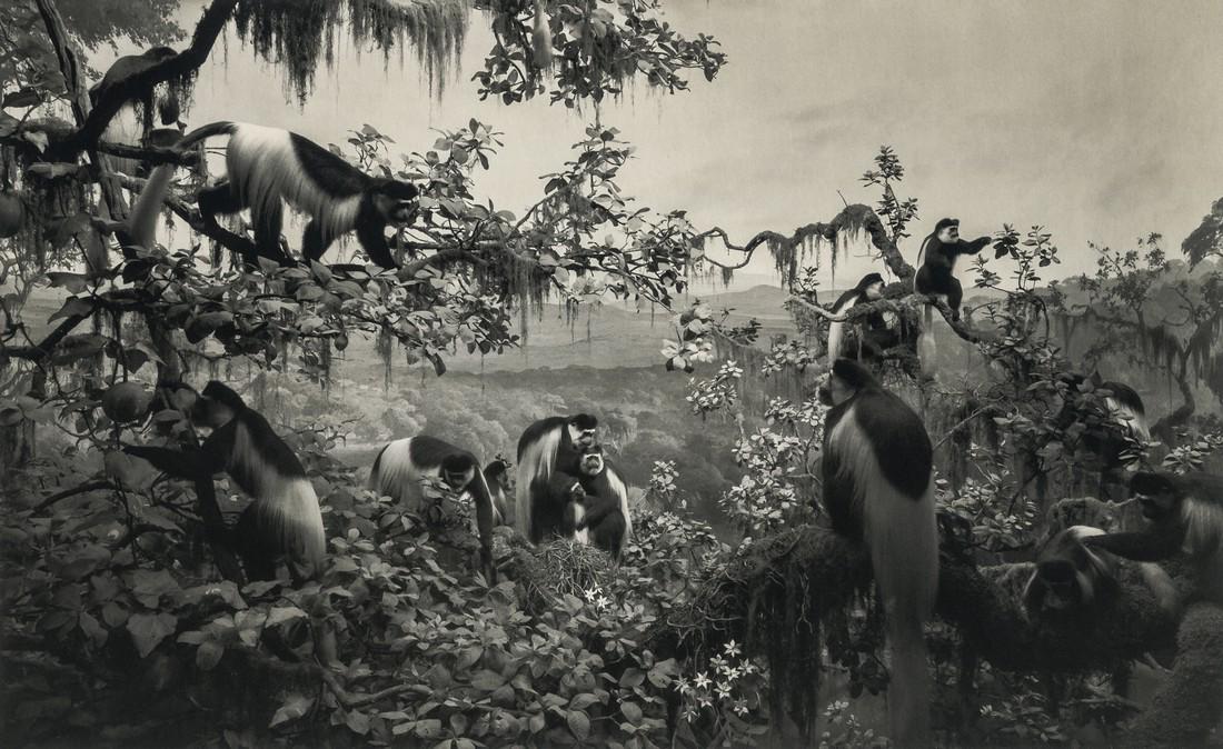 HIROSHI SUGIMOTO - White Mantled Colobus, 1980: Artist: HIROSHI SUGIMOTO Title: White Mantled Colobus, 1980 Medium:Photo Litho, 2005, Germany Dimensions: 8.5x5.2" Description: Heat Wax Mounted on 8.5x11" Conservation Board Artist Bio: Hiroshi Sugim