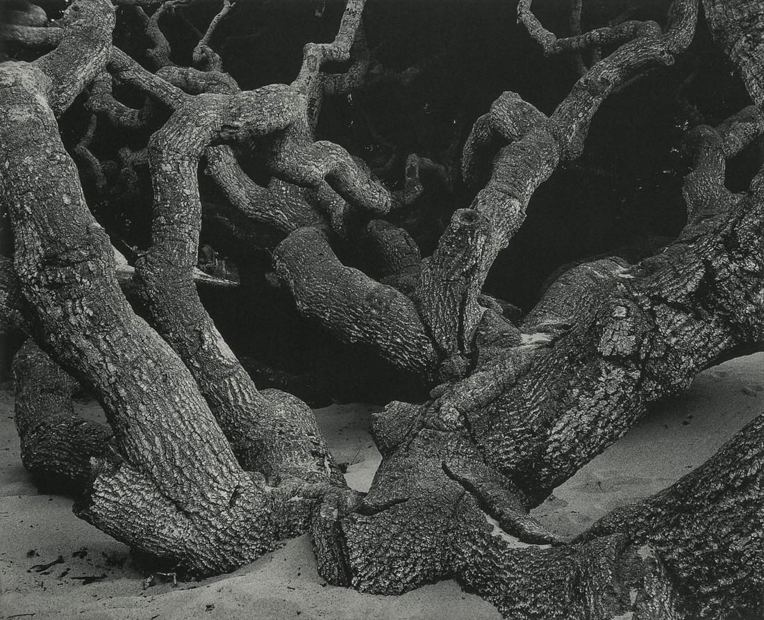 EDWARD WESTON - Oak, Monterey County, 1929: Artist: EDWARD WESTON Title: Oak, Monterey County, 1929 Medium:Photo Litho, 1998, Germany Dimensions: 7.4x6" Description: Heat Wax Mounted on 8.5x11" Conservation Board Artist Bio: Edward Henry Weston