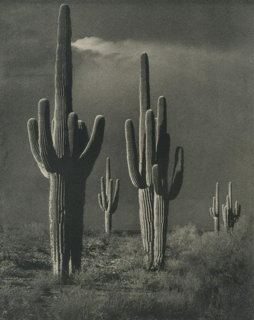 W.M. TILLERY - Cacti (1 of 1)