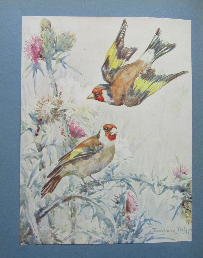 Feathered Friends of Field and Forest (1 of 4)