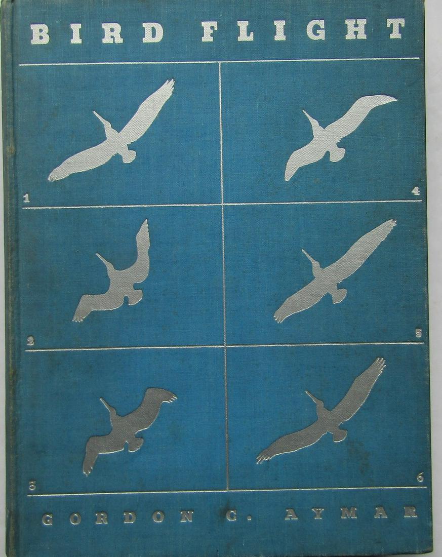 Bird Flight (1 of 4)