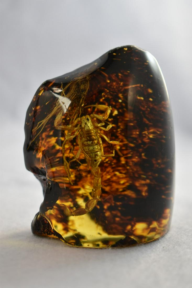 3" Scorpion Preserved in Amber, Fantastic Quality,: Title: 3" Scorpion Preserved in Amber, Fantastic Quality, Fossils Additional Information: 3" Scorpion Preserved in Amber, Fantastic Quality, Fossils Reserve: $10.00 Shipping: Domestic: Flat-rate of $1