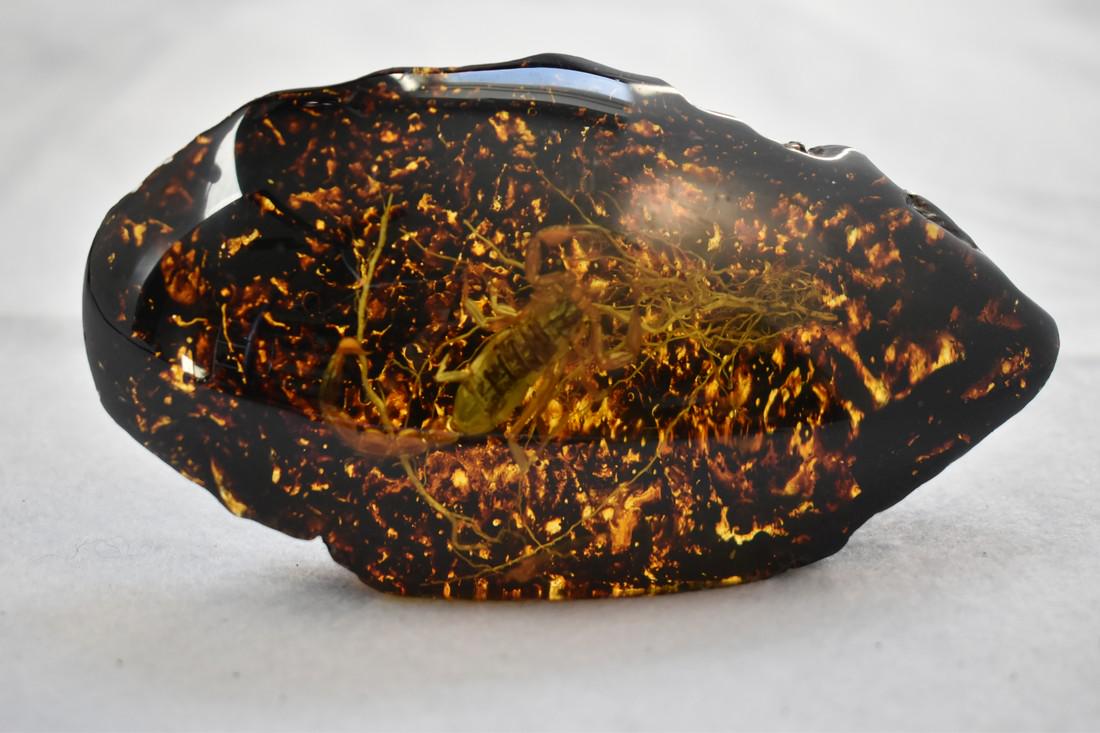 4 3/4" Scorpion Preserved in Amber, Fantastic Quality,: Title: 4 3/4" Scorpion Preserved in Amber, Fantastic Quality, Fossils Additional Information: 4 3/4" Scorpion Preserved in Amber, Fantastic Quality, Fossils Reserve: $10.00 Shipping: Domestic: Flat-ra