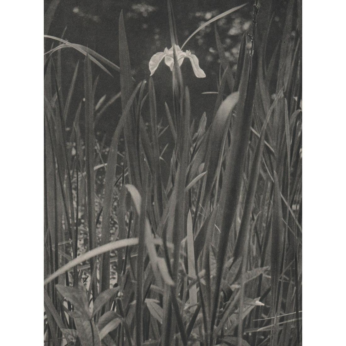 FRITZ KUHN - Lilly: Artist: FRITZ KUHN Print Title: Lily Medium: Sheet-fed Gravure Printing Date: 1950's Printed in Germany Image Size approx: 9.5 X 7 inches Fritz Kuhn (1910-1967) was one of the most important artists i