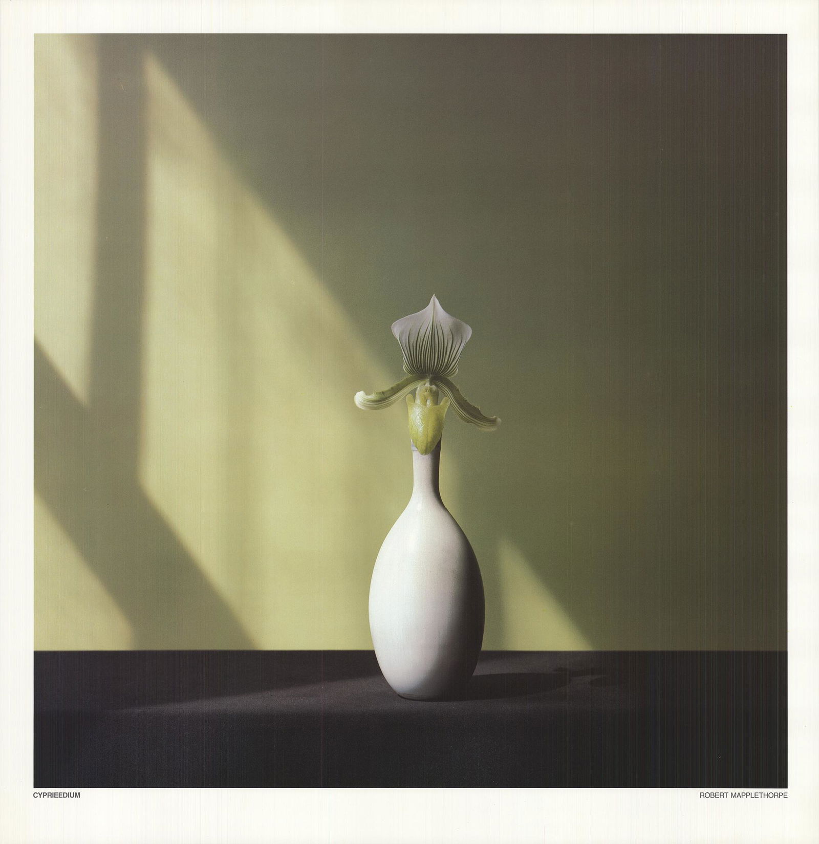 Robert Mapplethorpe - Cyprieedium: Artist: Robert Mapplethorpe Title: Cyprieedium Additional Information: "Cyprieedium" by Robert Mapplethorpe, 1982 Unsigned Offset Lithograph. Paper size is 25.75 x 25 inches, with an image size of 23