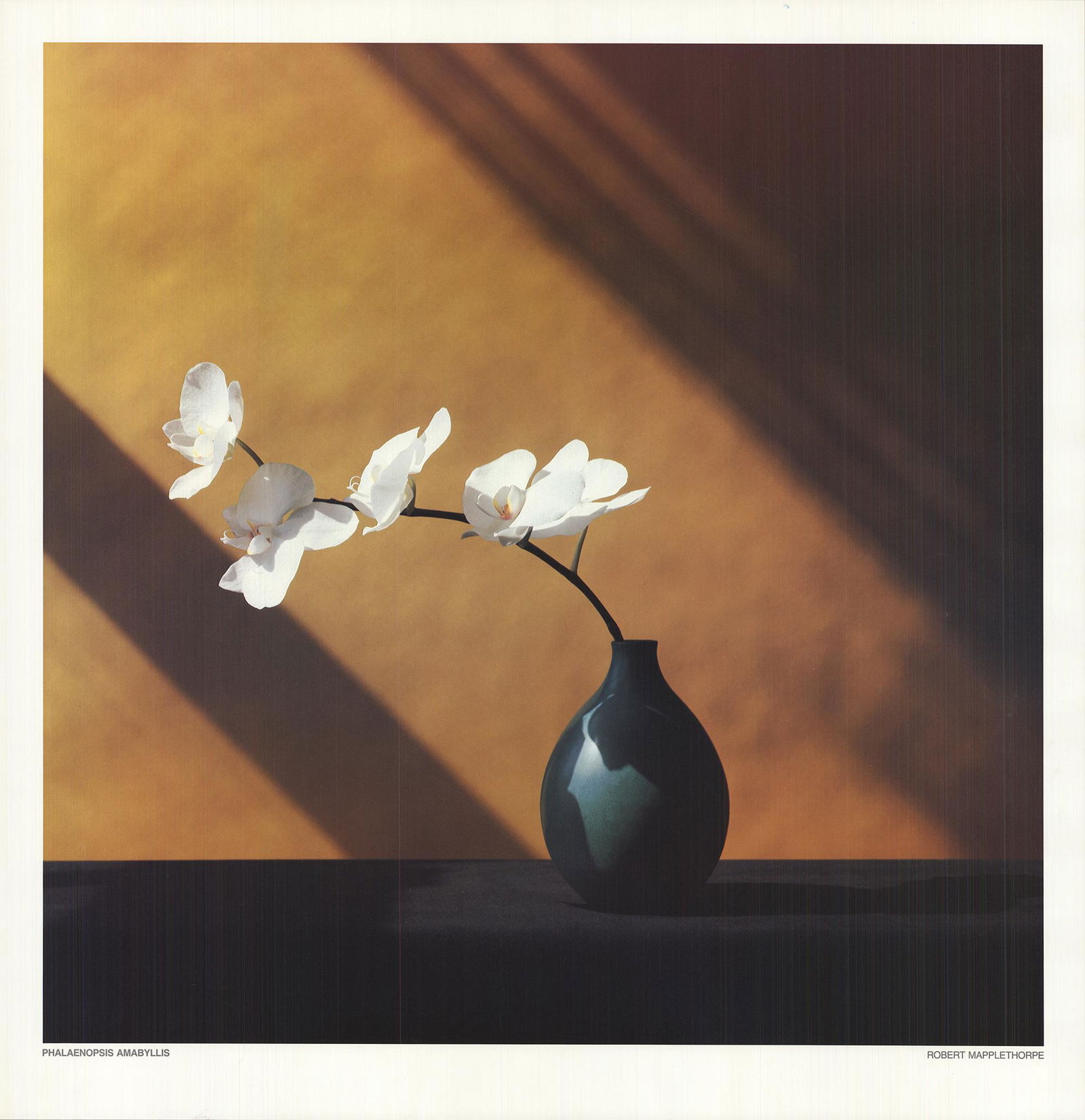 Robert Mapplethorpe - Phalaenopsis Amabyllis: Artist: Robert Mapplethorpe Title: Phalaenopsis Amabyllis Additional Information: "Phalaenopsis Amabyllis" by Robert Mapplethorpe, 1982 Unsigned Offset Lithograph. Paper size is 25.75 x 25 inches, wit